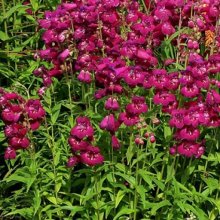 Picture of Penstemon Boysenberry Taffy (9249)