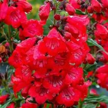 Picture of Penstemon Cha Cha Cherry (3897)
