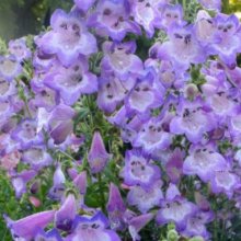 Picture of Penstemon Cha Cha Lavender (11488)