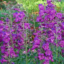 Picture of Penstemon Cha Cha Purple (10134)