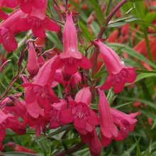 Picture of Penstemon Garnet Spires (3900)