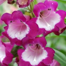 Picture of Penstemon Grape Taffy (7214)