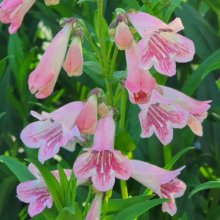 Picture of Penstemon Hidcote Pink (7600)