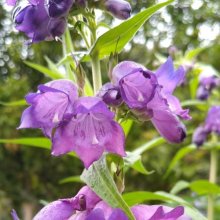 Picture of Penstemon Purple Passion (6478)