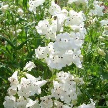 Picture of Penstemon Snowstorm (7599)