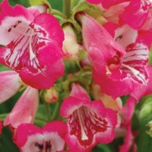 Penstemon Strawberry Taffy Picture of Penstemon Strawberry Taffy (7215)