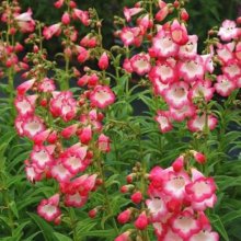 Penstemon Watermelon Taffy Picture of Penstemon Watermelon Taffy (8363)
