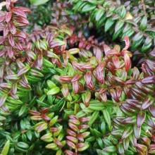 Pentapterygium Serpens Picture of Pentapterygium Serpens (30980)