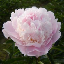 Peony Alertie Tuber Picture of Peony Alertie Tuber (29880)