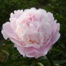 Peony Alertie Picture of Peony Alertie (29367)