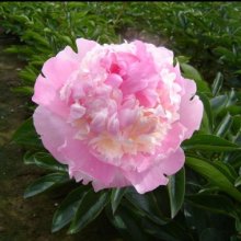 Peony Angel Cheeks Tuber Picture of Peony Angel Cheeks Tuber (29362)