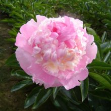 Peony Angel Cheeks Picture of Peony Angel Cheeks (30649)