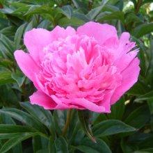 Peony Bouquet Perfect Tuber Picture of Peony Bouquet Perfect Tuber (29881)