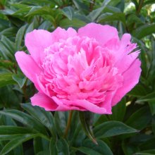 Peony Bouquet Perfect Picture of Peony Bouquet Perfect (29883)