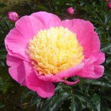 Peony Bowl of Beauty Tuber Picture of Peony Bowl of Beauty Tuber (30652)