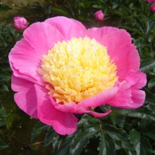 Peony Bowl of Beauty Picture of Peony Bowl of Beauty (30650)