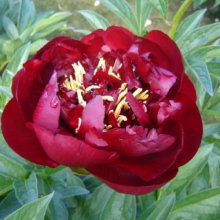 Peony Buckeye Belle Tuber Picture of Peony Buckeye Belle Tuber (29364)