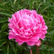 Peony Bunker Hill Tuber Picture of Peony Bunker Hill Tuber (29365)