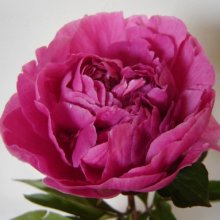 Peony Dr Alexander Fleming Picture of Peony Dr Alexander Fleming (28684)