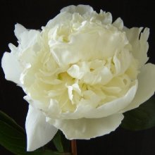 Peony Duchesse de Nemours Tuber Picture of Peony Duchesse de Nemours Tuber (11887)