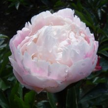 Peony Gardenia Tuber Picture of Peony Gardenia Tuber (30306)