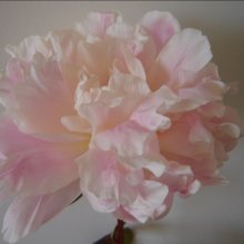 Peony James Pillow Tuber Picture of Peony James Pillow Tuber (29057)