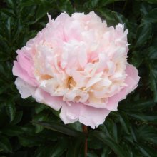 Peony James Pillow Picture of Peony James Pillow (30651)