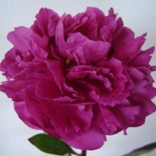 Peony Kansas Tuber Picture of Peony Kansas Tuber (11889)