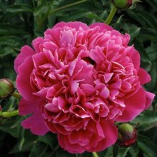 Peony Kansas Picture of Peony Kansas (10507)