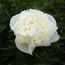 Peony Kelways Glorious Tuber Picture of Peony Kelways Glorious Tuber (29366)