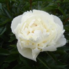 Peony Kelways Glorious Picture of Peony Kelways Glorious (29884)