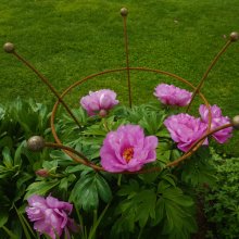 Picture of Peony Large 5 Leg (30543)