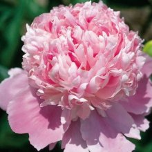 Peony Monsieur Jules Elie Tuber Picture of Peony Monsieur Jules Elie Tuber (9765)