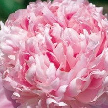 Peony Monsieur Jules Elie Picture of Peony Monsieur Jules Elie (9766)