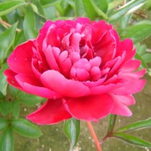 Peony Paul M Wild Tuber Picture of Peony Paul M Wild Tuber (30307)