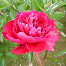Peony Paul M Wild Picture of Peony Paul M Wild (29370)