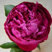 Peony Red Sarah Bernhardt Picture of Peony Red Sarah Bernhardt (12065)