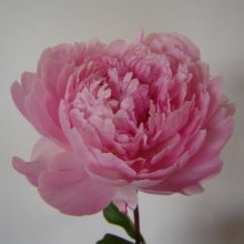 Peony Sarah Bernhardt Tuber Picture of Peony Sarah Bernhardt Tuber (11888)