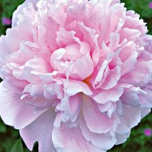 Peony Sarah Bernhardt Picture of Peony Sarah Bernhardt (9767)