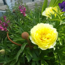 Picture of Peony Small 3 Leg (30542)