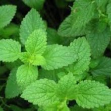 Peppermint Picture of Peppermint (8988)