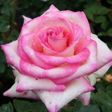 Perception-Rose Picture of Perception-Rose (3911)