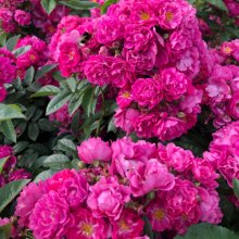 Perfumy Siluetta Clg-Rose Picture of Perfumy Siluetta Clg-Rose (30900)