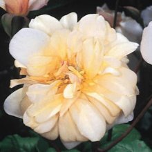 Picture of Perle d Or-Rose (3918)