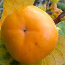 Persimmon Fuyu Picture of Persimmon Fuyu (3919)
