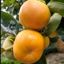 Persimmon Izu Picture of Persimmon Izu (30635)