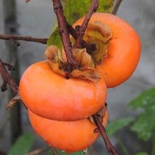 Persimmon Matsumoto Wase Fuyu Picture of Persimmon Matsumoto Wase Fuyu (30636)