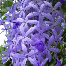 Picture of Petrea Volubilis (3927)