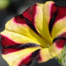 Petunia Amore Fiesta Picture of Petunia Amore Fiesta (11734)