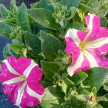 Petunia Amore Pink Hearts Picture of Petunia Amore Pink Hearts (29641)